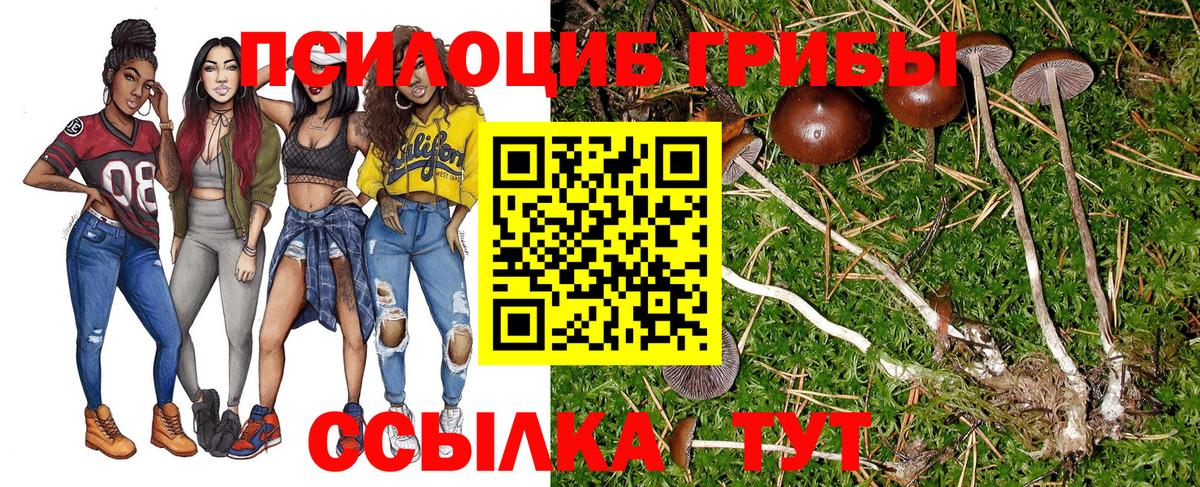 Псилоцибиновые грибы мицелий Чернушка