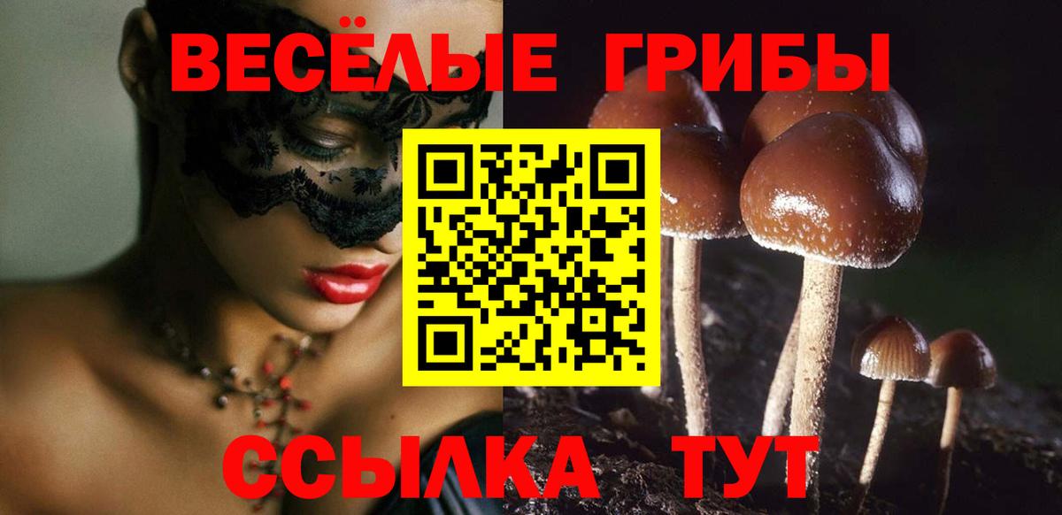 Галлюциногенные грибы Psilocybe Чернушка